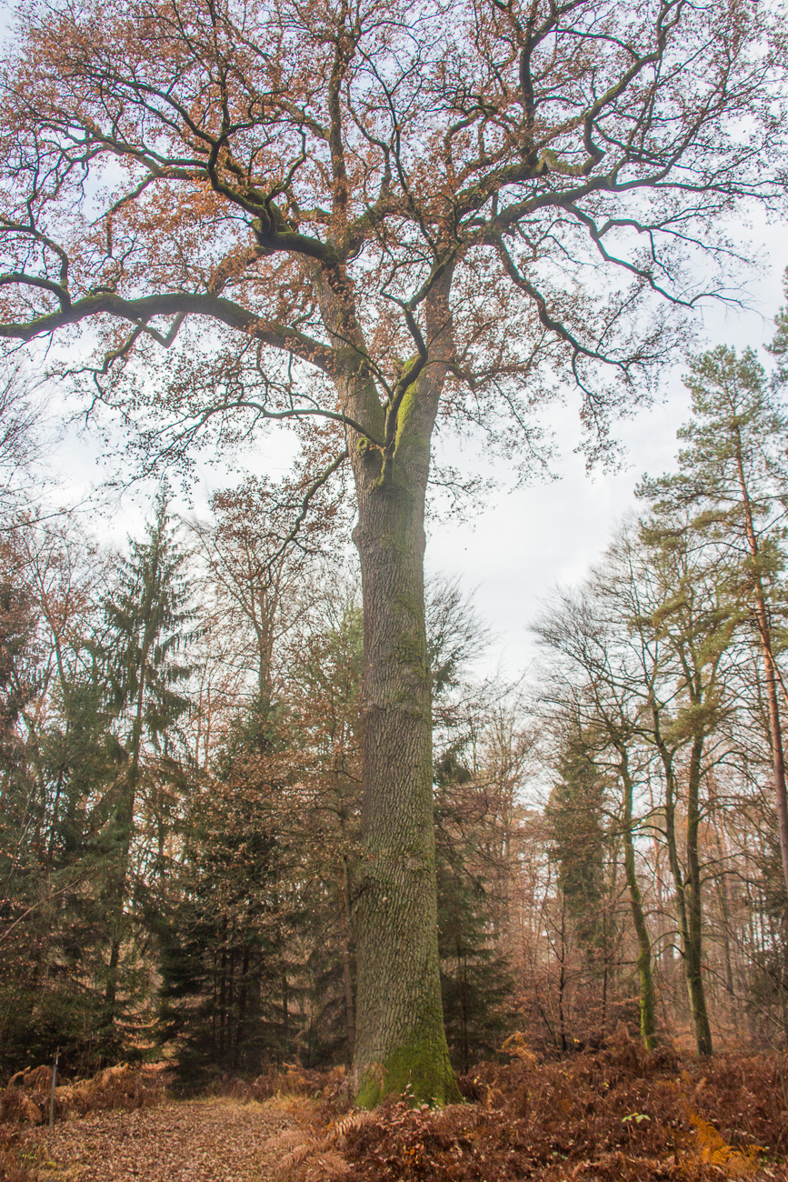 Die Bismarckeiche ...