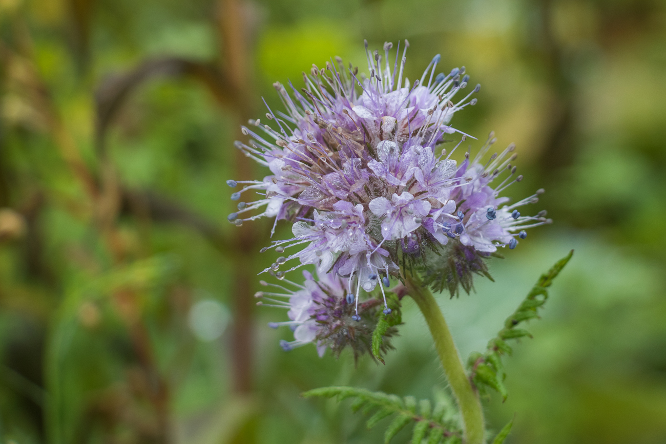 Man kann nicht glauben ...