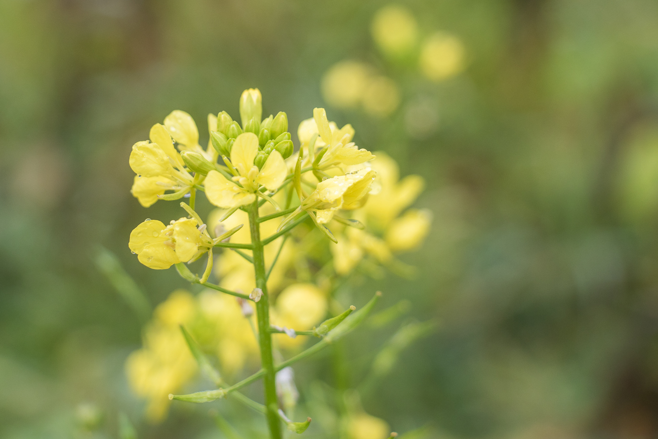 ... dass am ersten Adventwochenende ...
