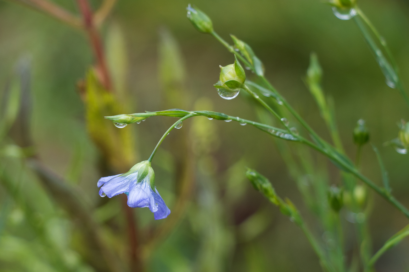 ... noch soviel blüht