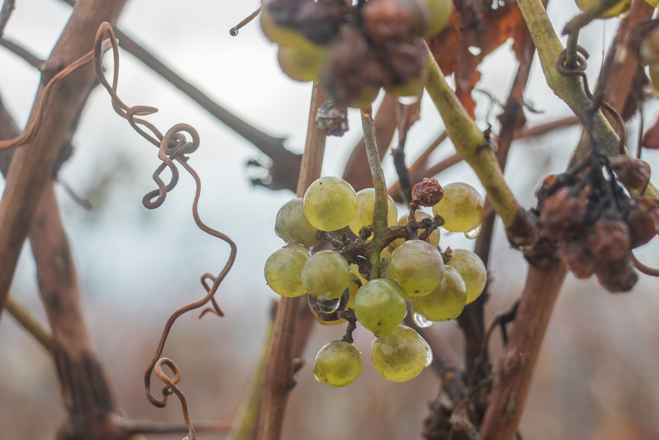 ... oder gar zu Eiswein verarbeiten