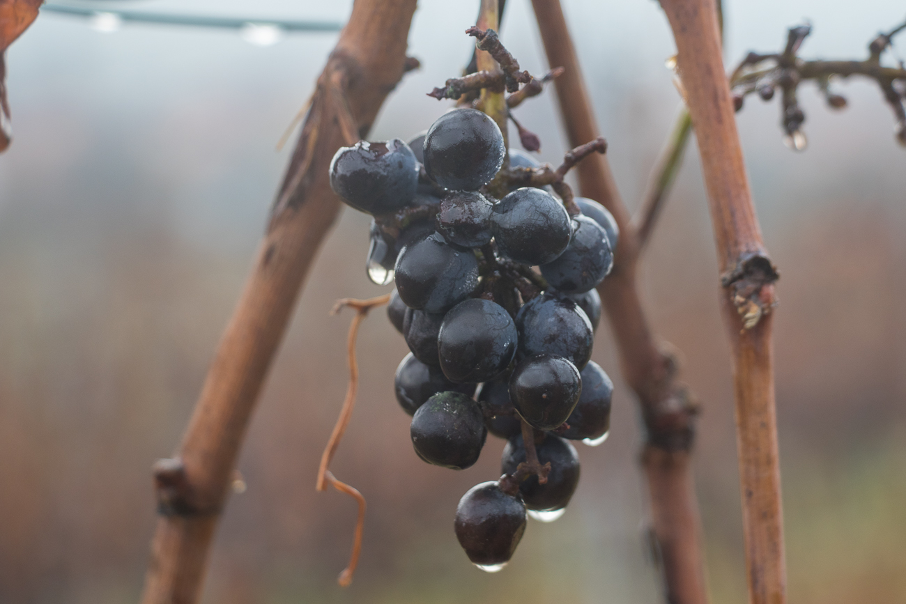 Wahrscheinlich will man die zu Beerenauslese ...