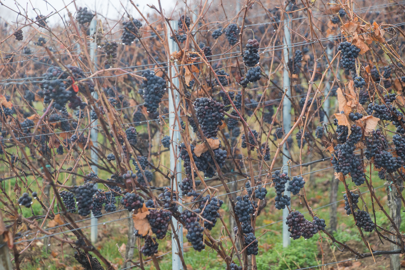 ... hängen noch viele Trauben