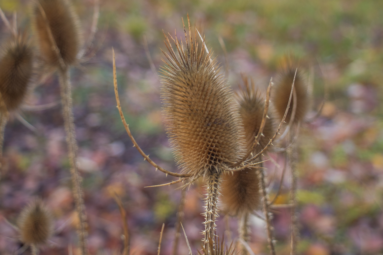 ... oder ist doch schon verblüht ;-)