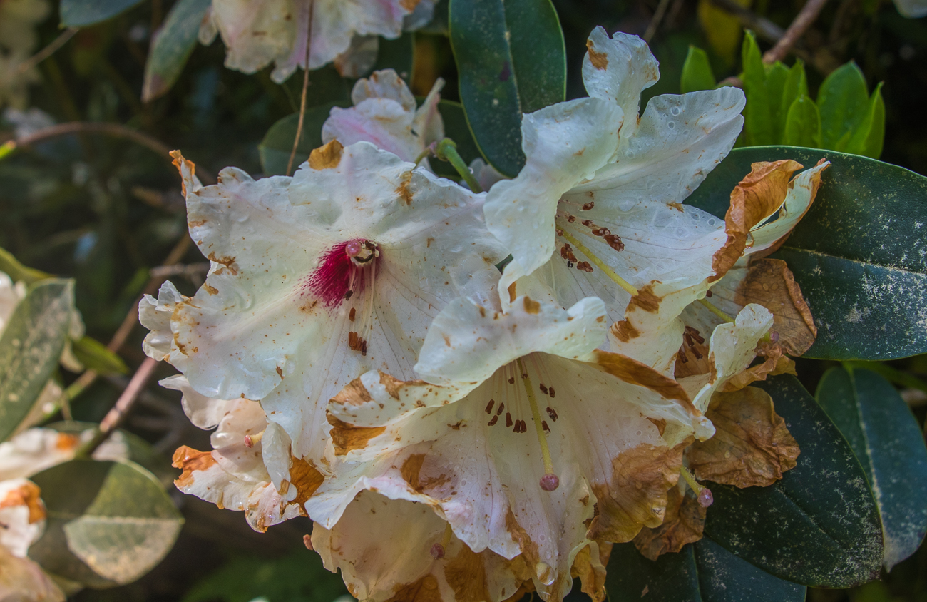 ... um die zahlreichen Rhododendren ...