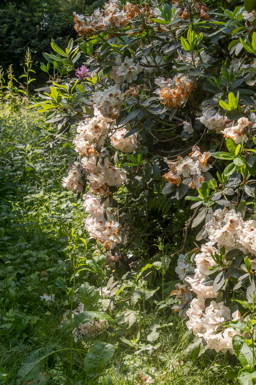 ... in der Gärtnerei Jansen zu bewundern