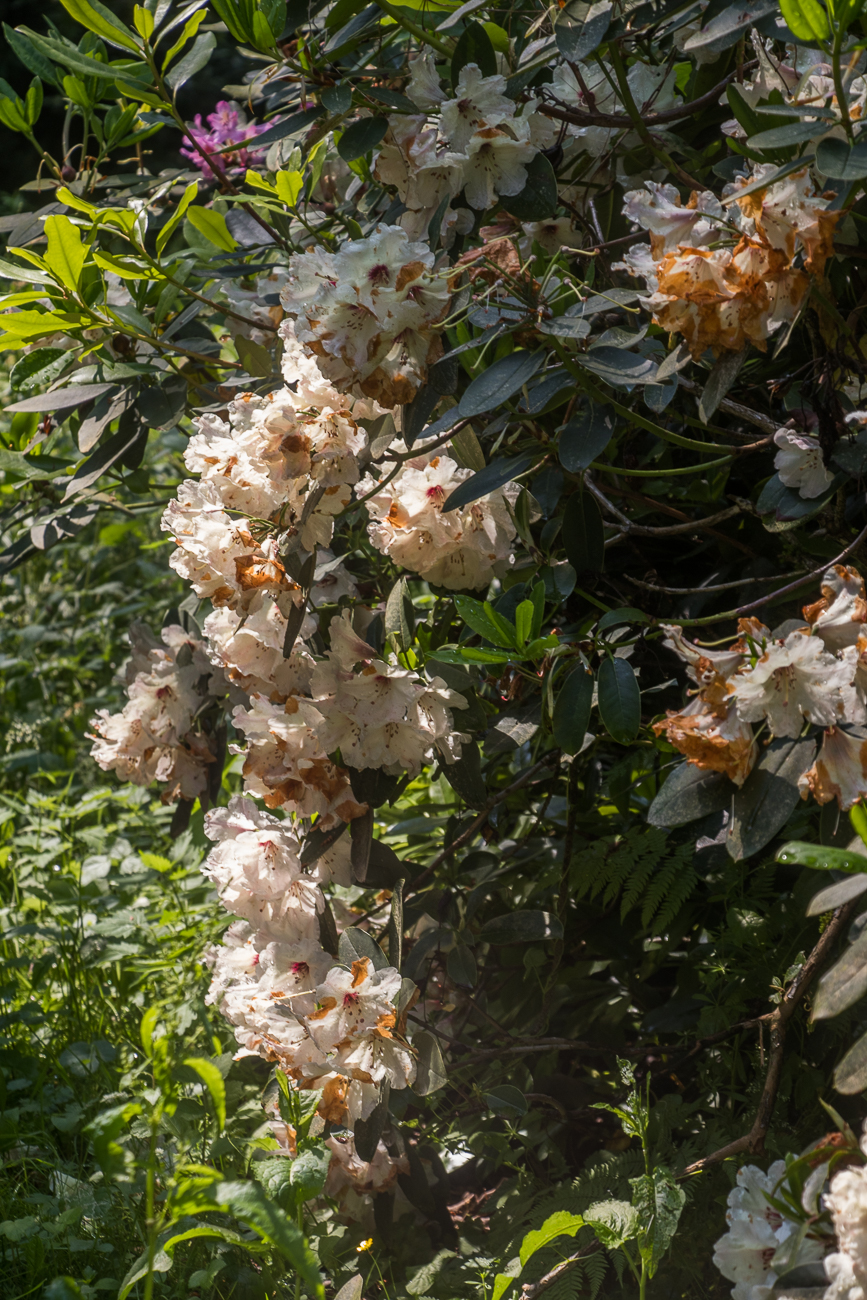 Wenigsten sind noch einige wenige Blüten zu sehen