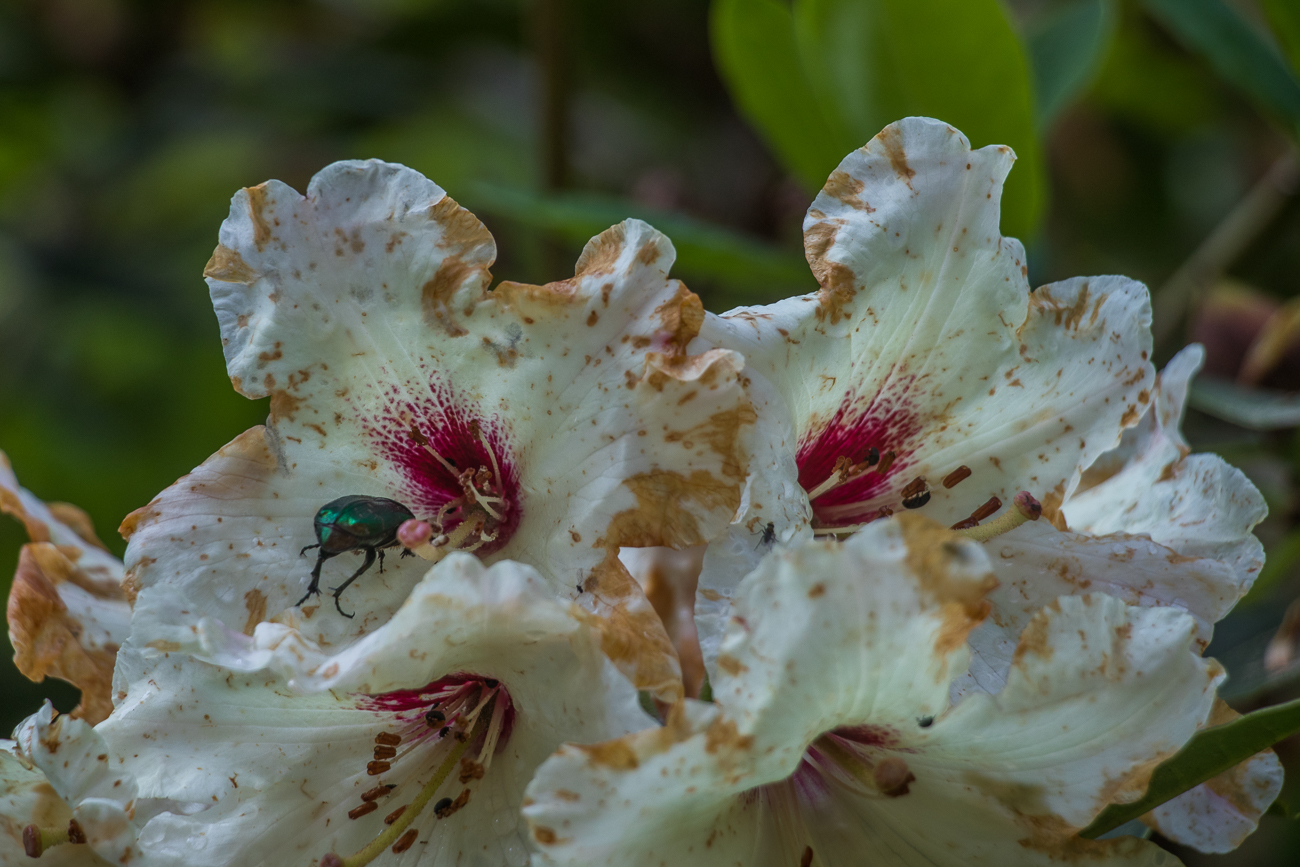 Goldkäfer in einer der Blüten