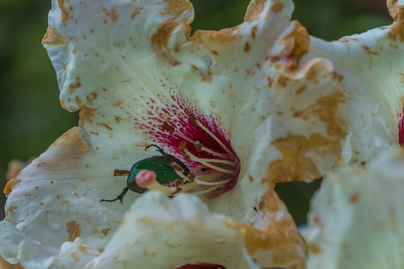 Goldkäfer in einer der Blüten