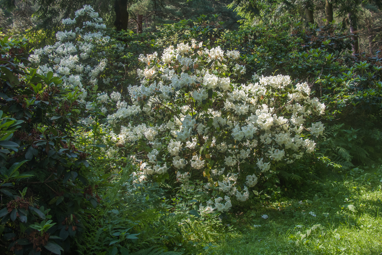 ... und weiß dominieren bei den Blüten