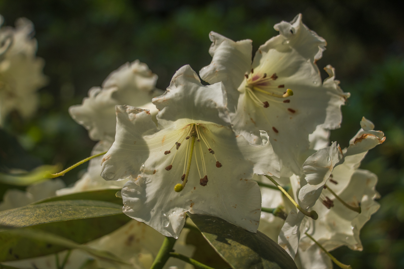 Neben Rhododendren ...