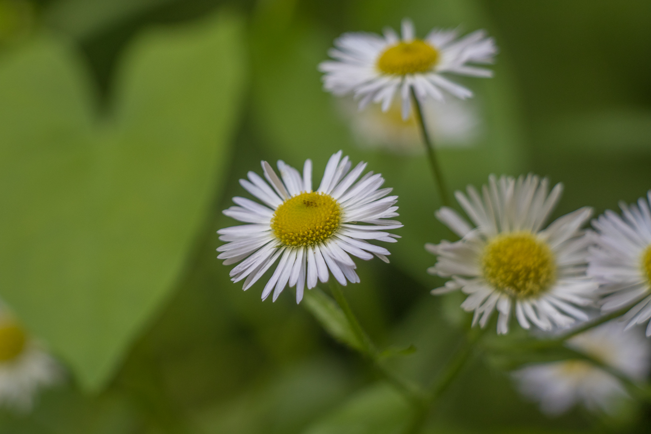 Trotz Wandern geht es mit den Blüten weiter ;-)