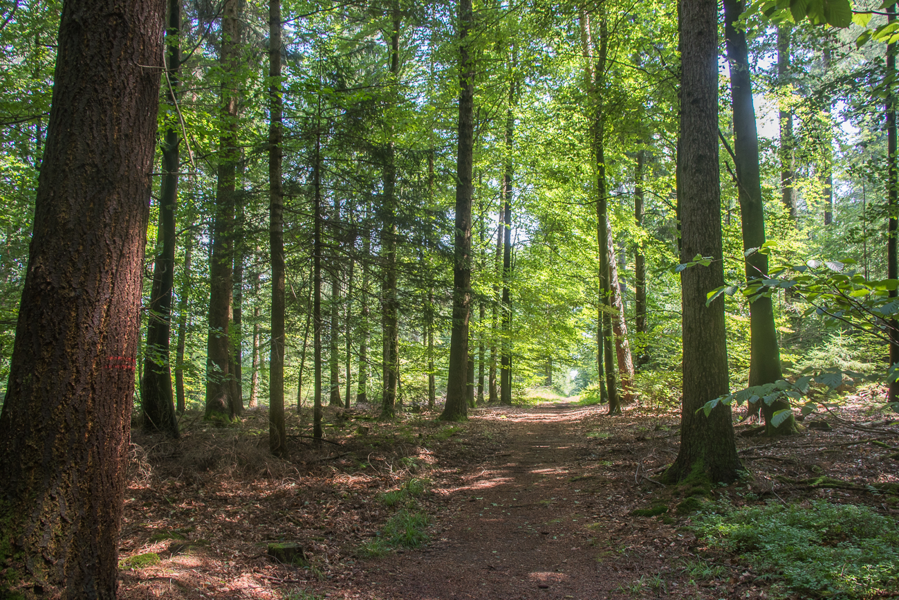 Die schattigen Wege tun bei der Hitze gut