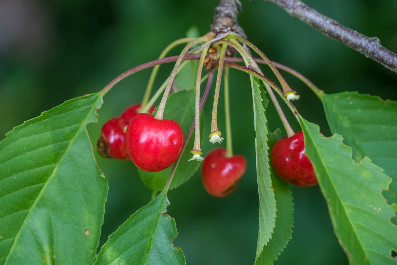 ... wachsen Kirschen ;-)