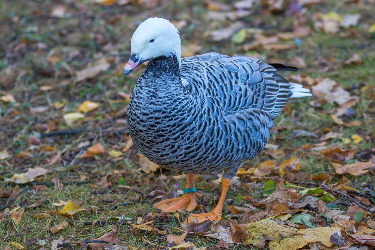 Entenart, mir unbekannt