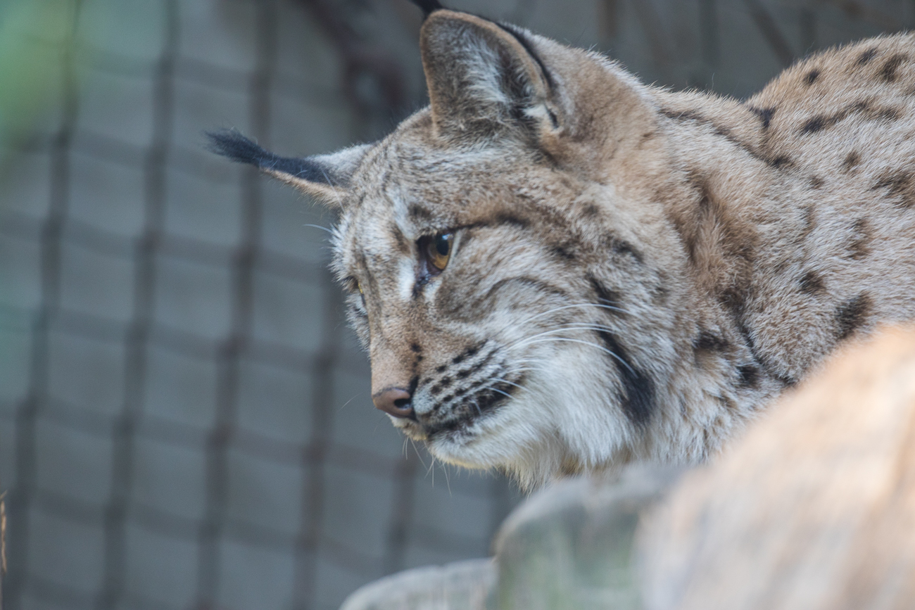 Luchs