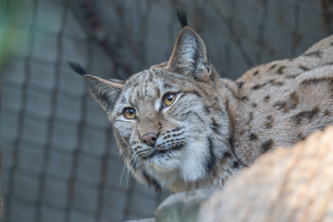 Luchs