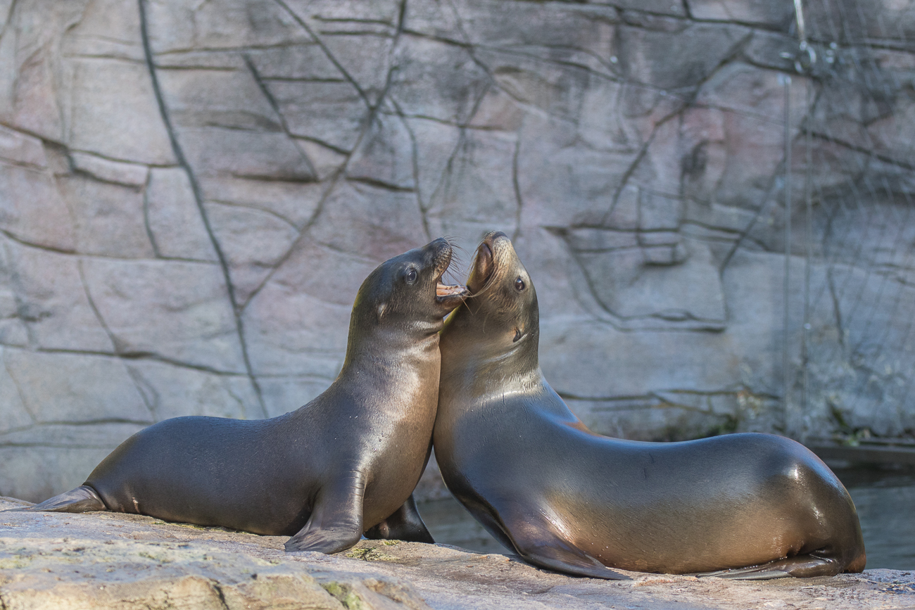 Seelöwen
