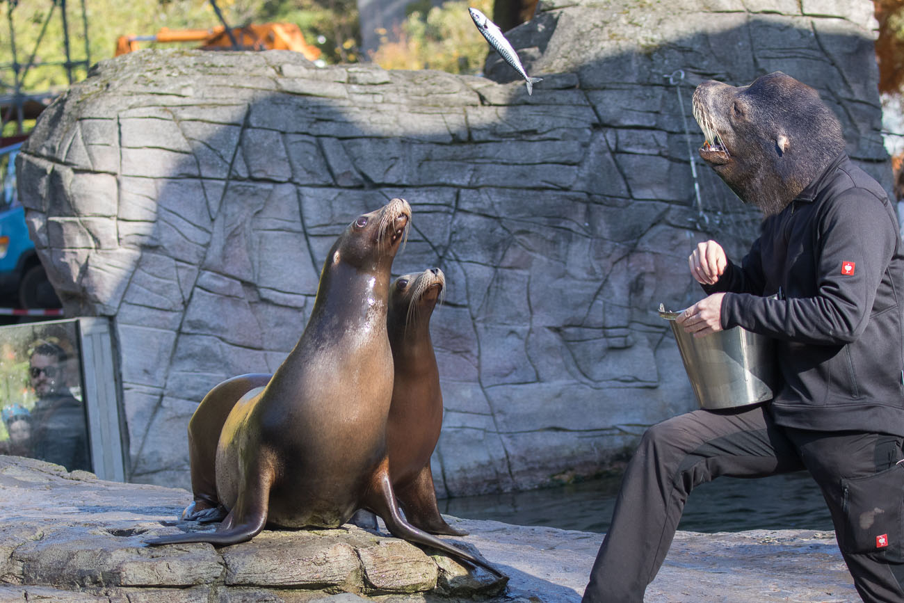 Da fliegt der Fisch aus dem Eimer ...