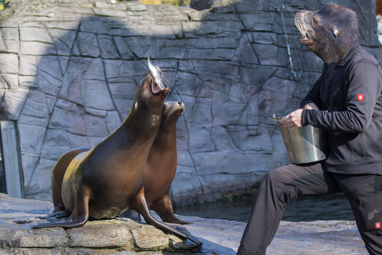 ... direkt in den Schlund des Seelöwen