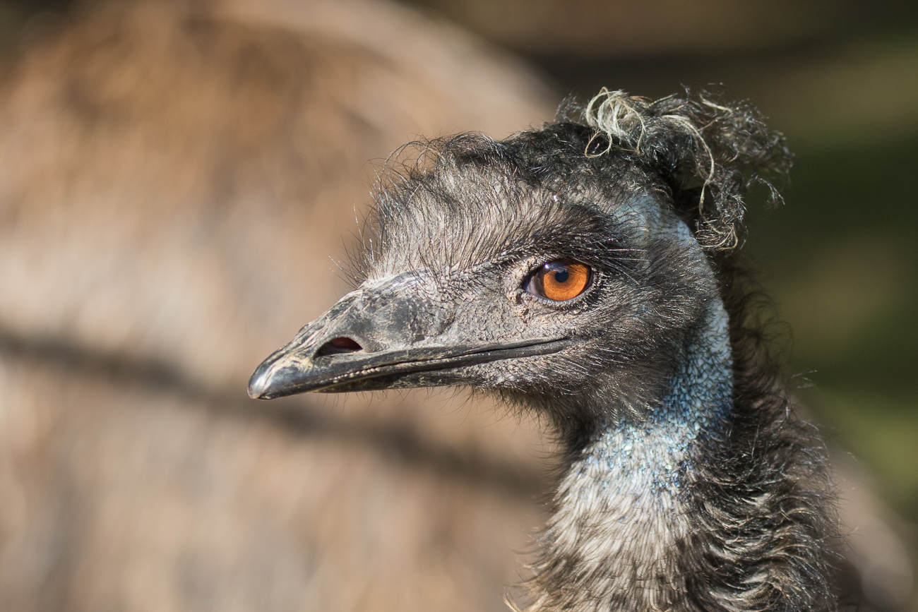 Emu