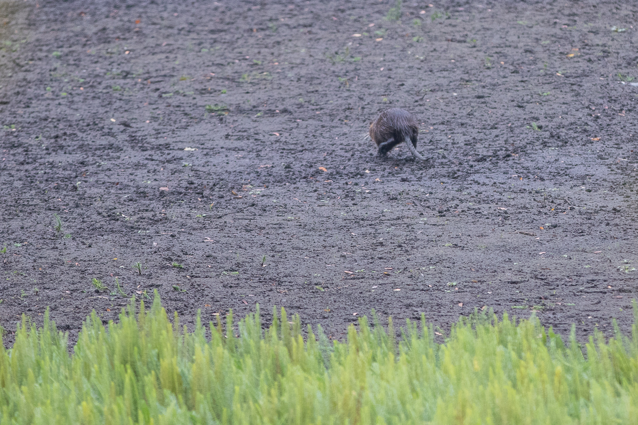Das Nutria flüchtet ...