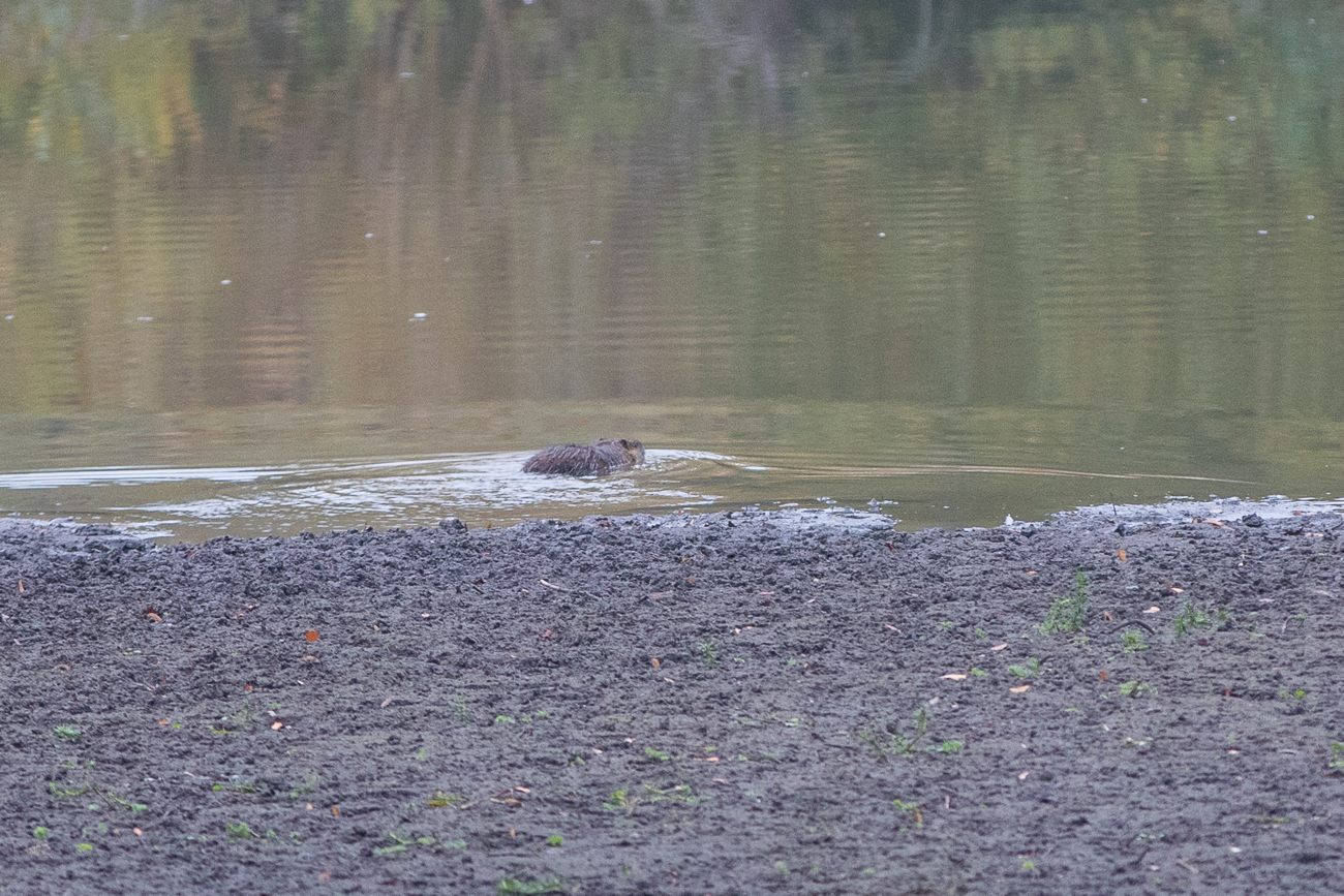... und fühlt sich erst im Wasser sicher