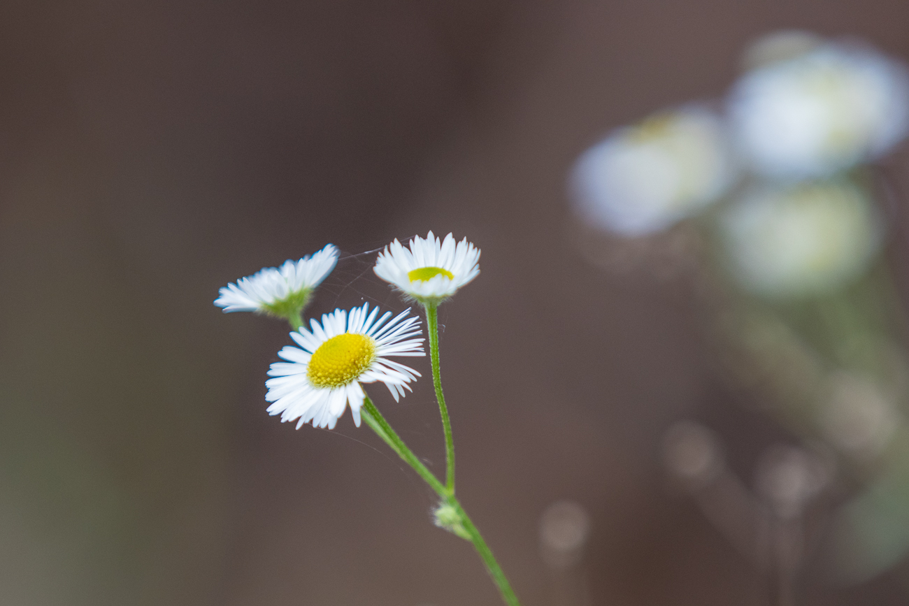 Wenigstens blühen noch ein paar Blumen