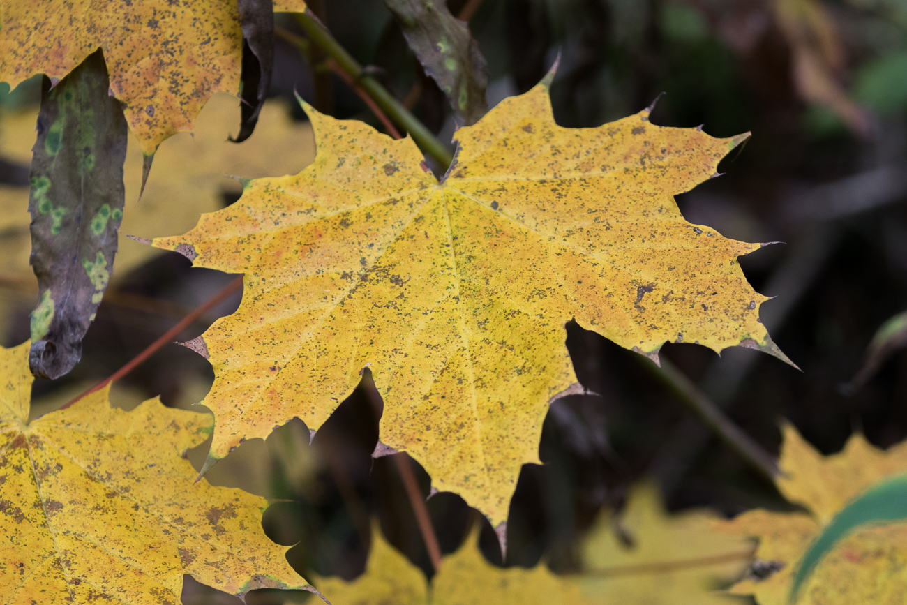 ... und Gelb lässt den kommenden Winter erahnen