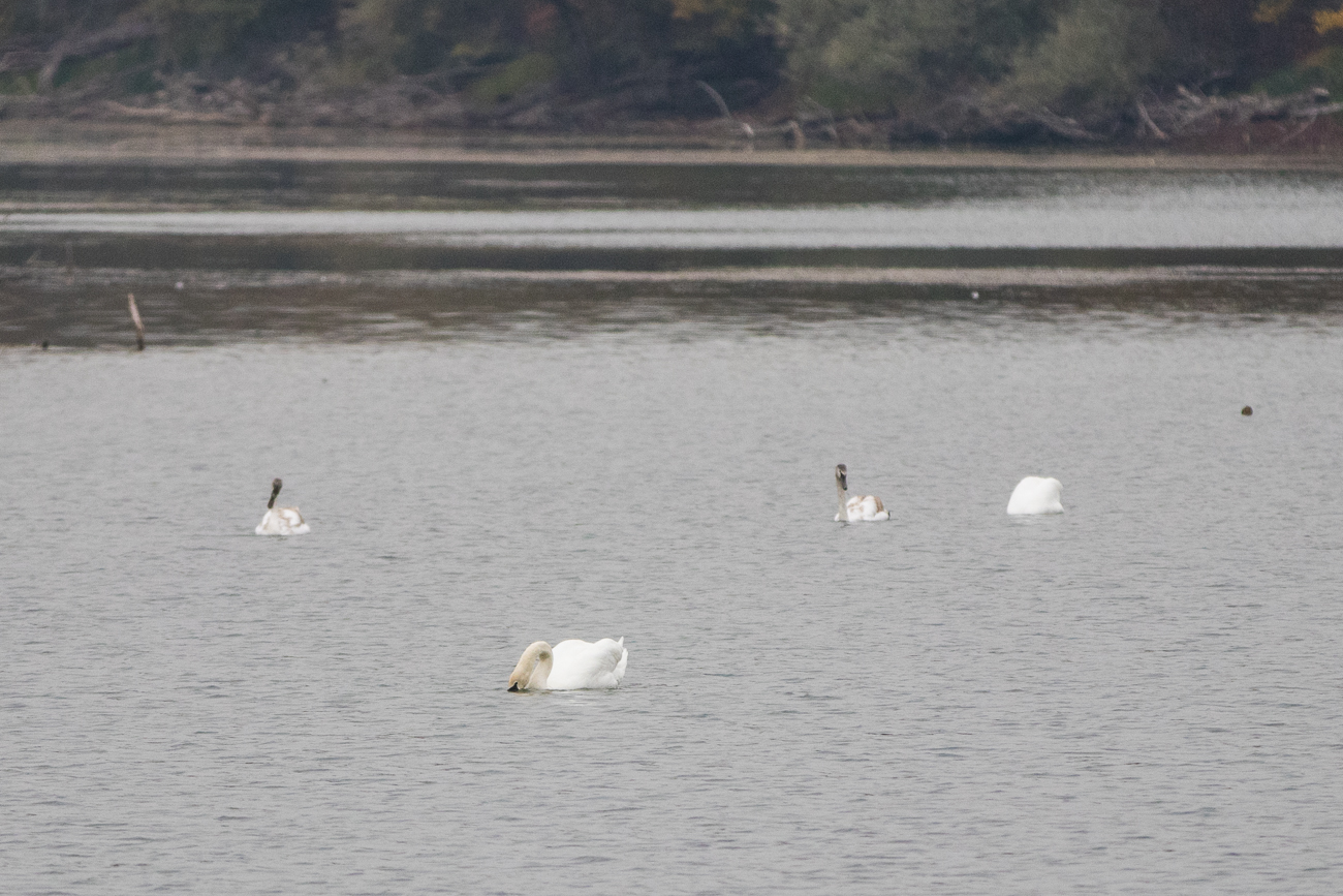 Einige Trompeterschwäne dümpeln auch auf dem See