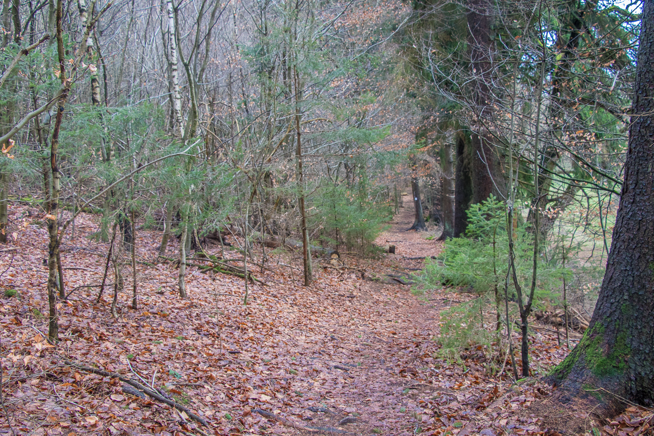 Ab durch den Wald ... 