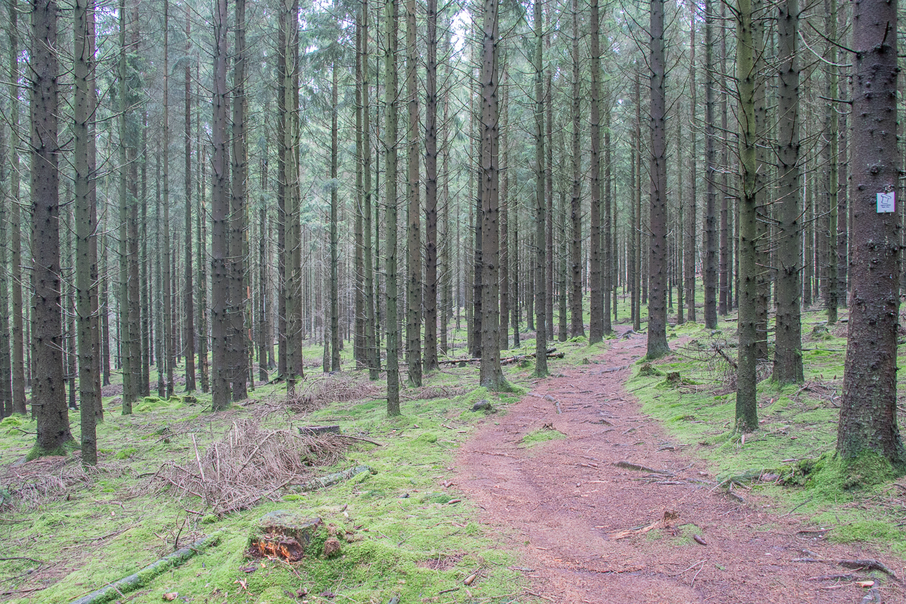 Zur Abwechselung mal ein nicht verschlammter Weg 