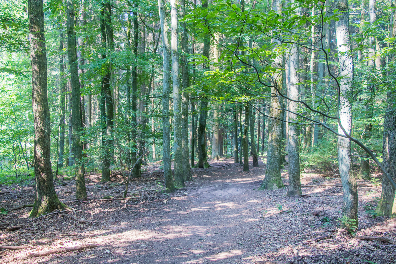 Sieht noch nicht nach Urwald aus ...