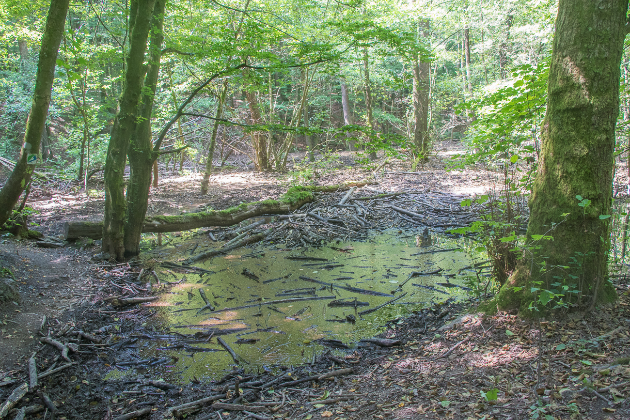 Austrocknender Weiher