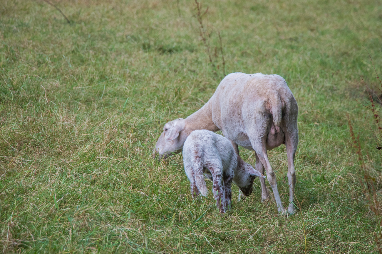 Lämmchen mit Mutterschaf