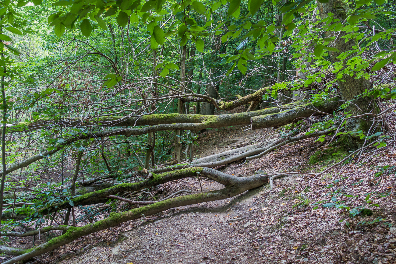 Etwas klettern muss man auf dem Weg schon