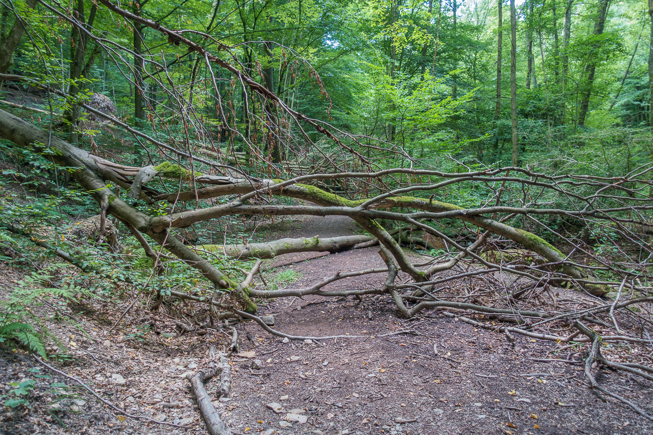 ... muss man sich öfter durch umgestürzte Bäume winden