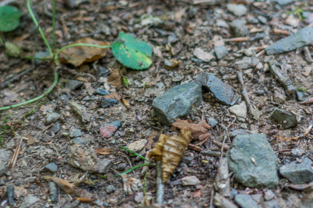 Wer findet den winzigen Frosch?