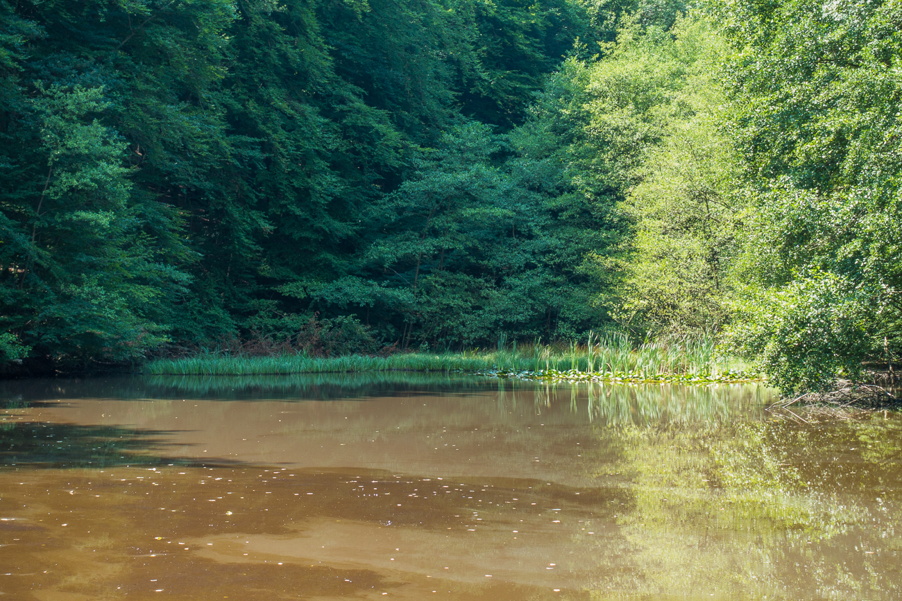 ... bevor wir wieder den Netzbach-Weiher erreichen