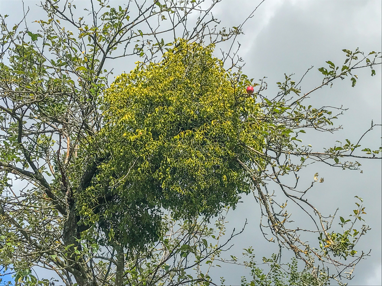 Mistel, danach hatten die Druiden auch gesucht