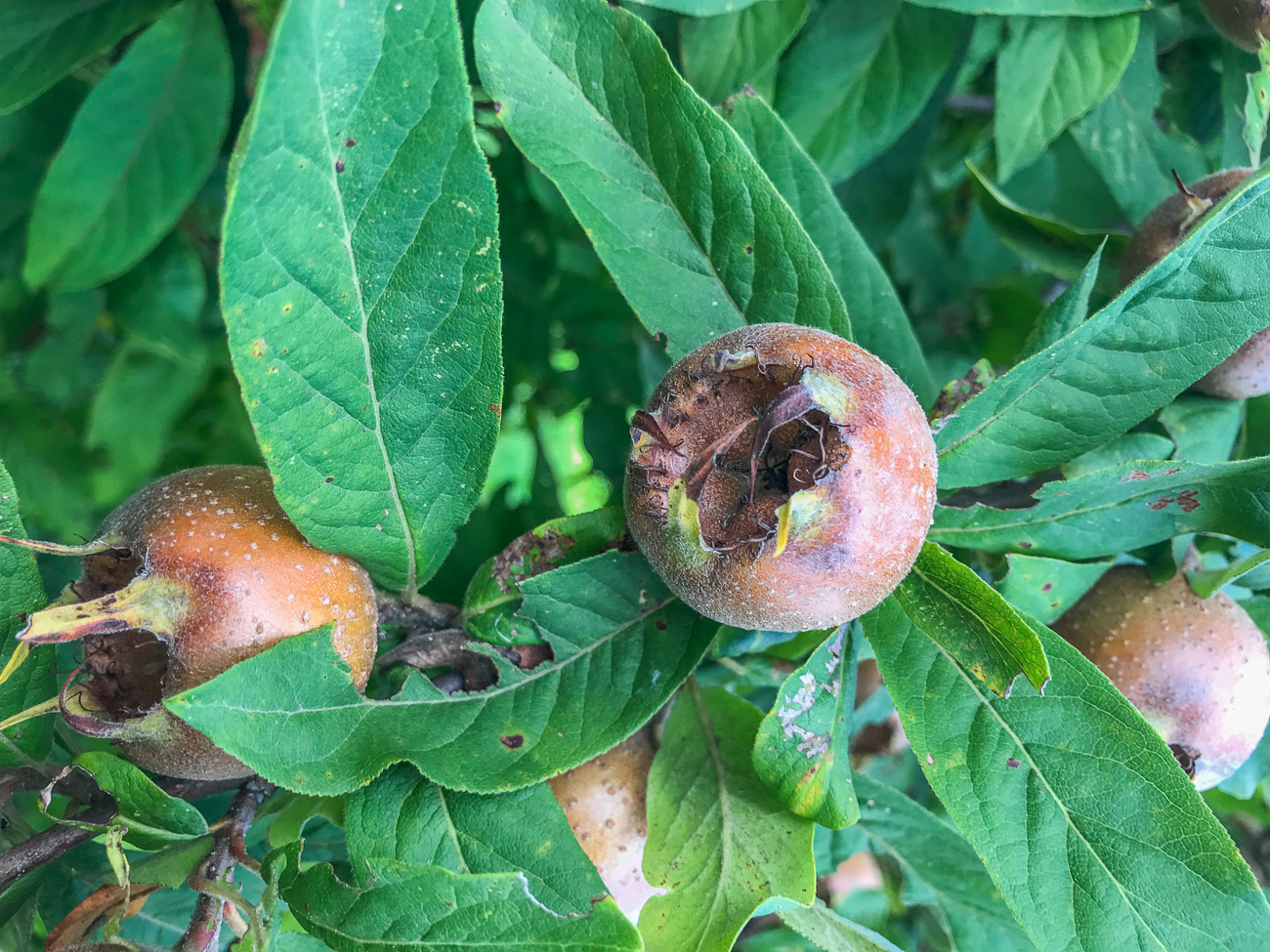 Mispel - auf saarländisch: Hundärsch ;-)