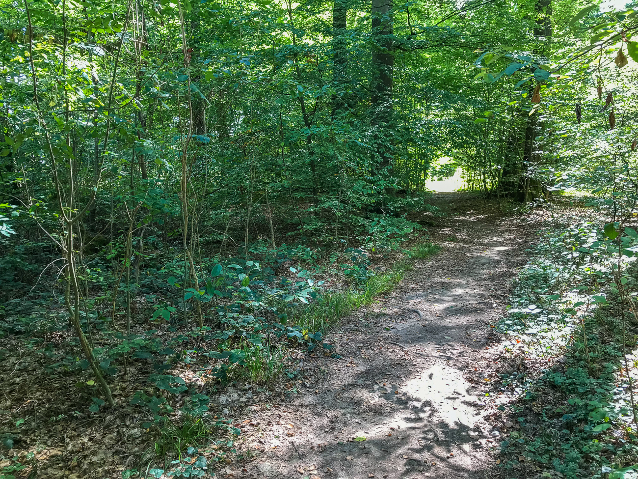 Weiter durch den dunklen Wald
