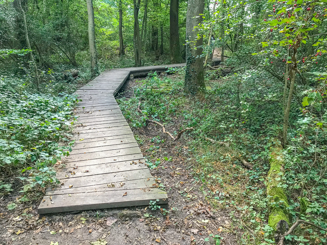 Überbrückung eines sumpfigen Teilstücks