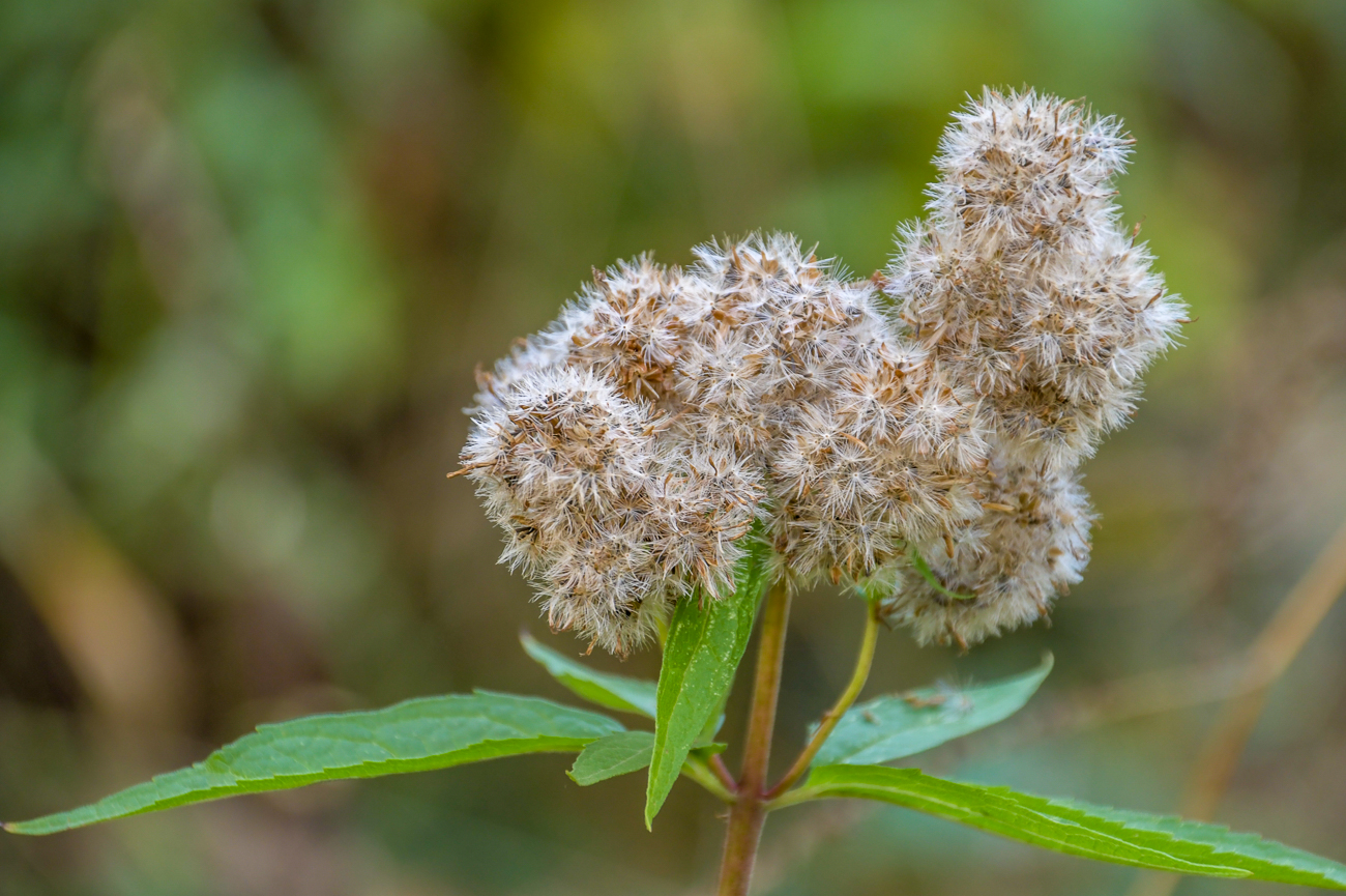 Wieder diese buschigen Pflanzen ;-)