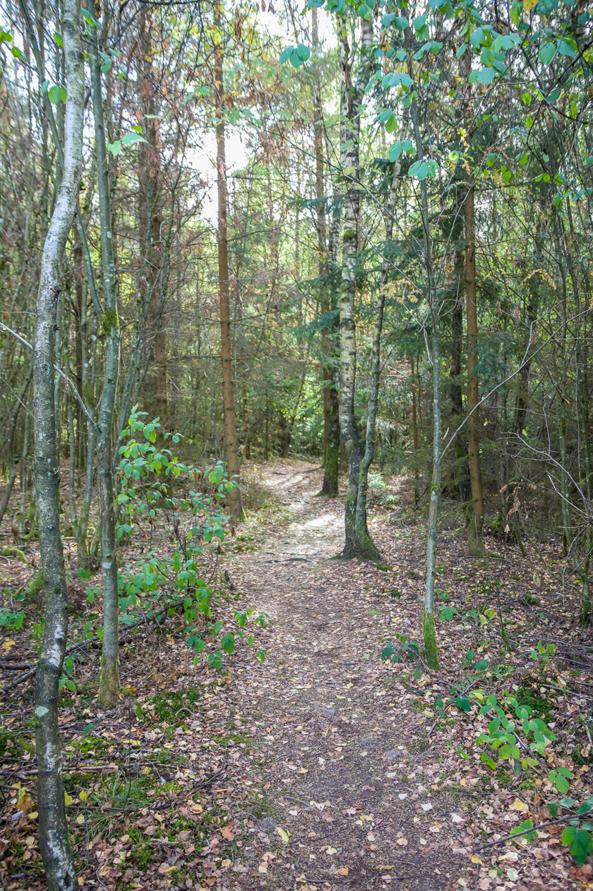 Pfad durch den Wald
