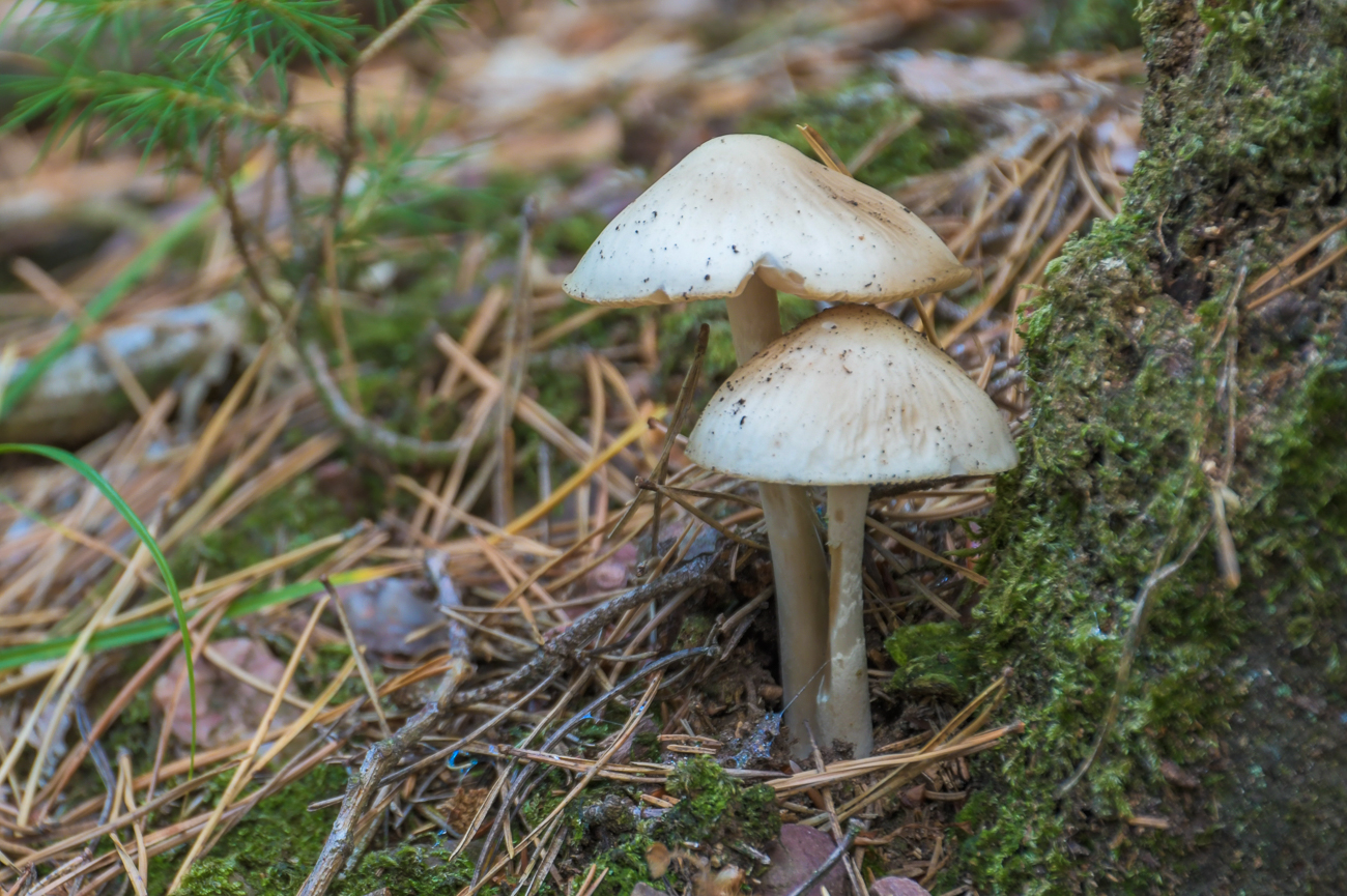 Erst wenige Pilze sprießen aus dem Boden