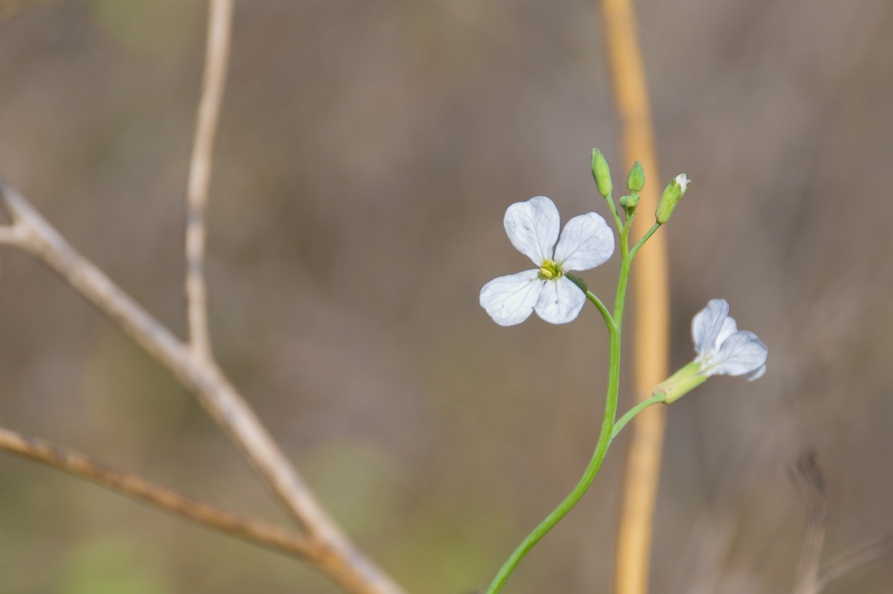 Blüten im Gras