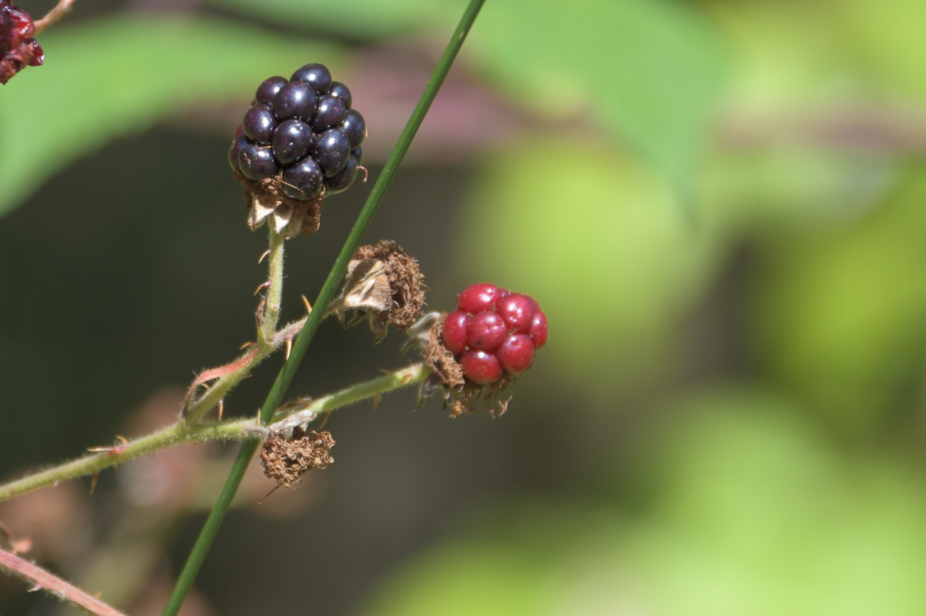 Brombeeren