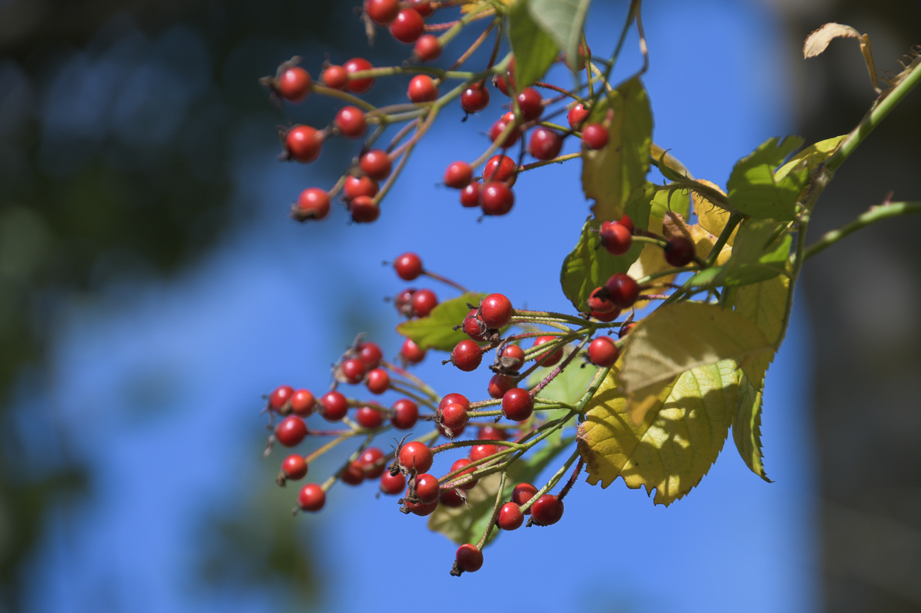 Hagebutten der Buschröschen