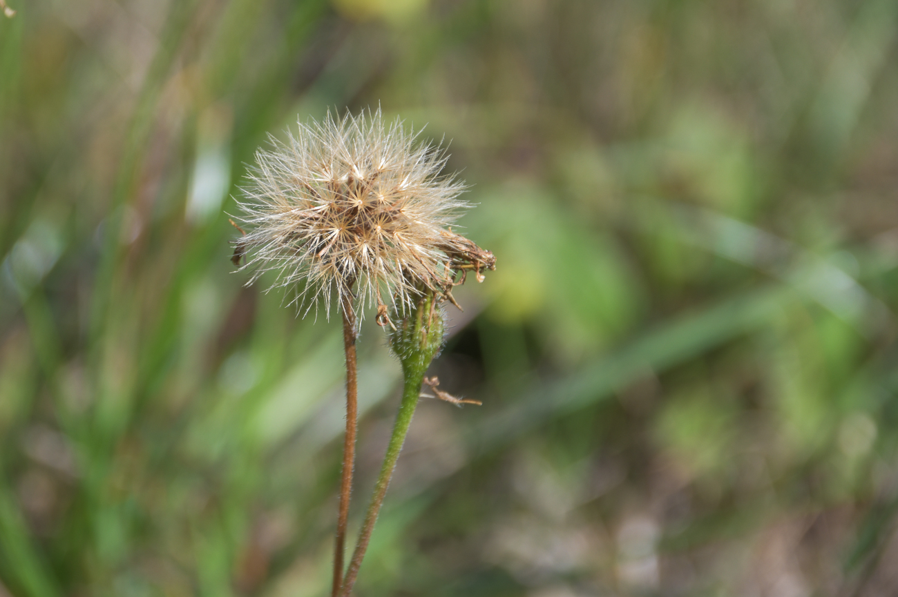 Pusteblume ;-)